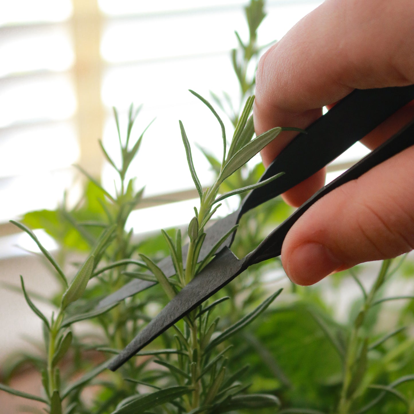 Herb Snippers